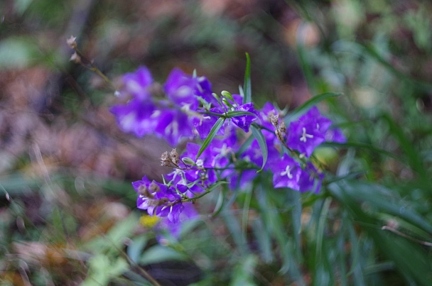 Прикрепленное изображение: IMGP9359.jpg