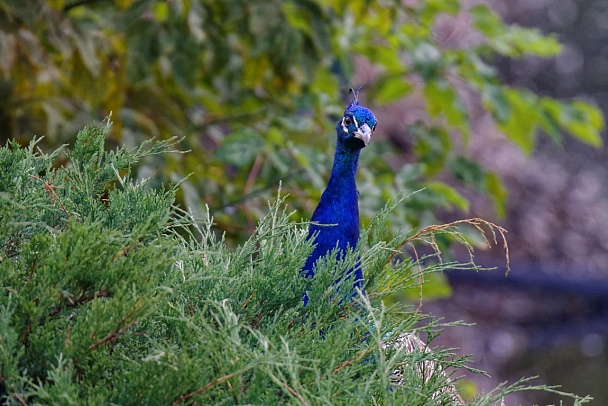 Прикрепленное изображение: DSC_0722 (1150x767).jpg