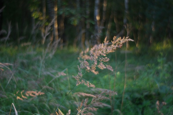 Прикрепленное изображение: 2016-08-06_19-11-12__IMG5979_web.jpg