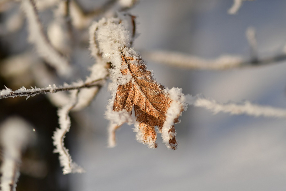 Прикрепленное изображение: DSC_4824.JPG