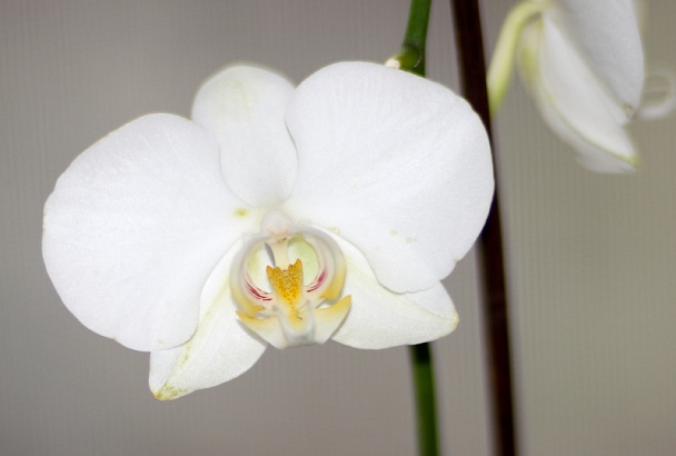 Прикрепленное изображение: орхидея кроп.JPG