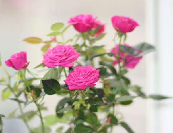 Прикрепленное изображение: розы кроп.JPG