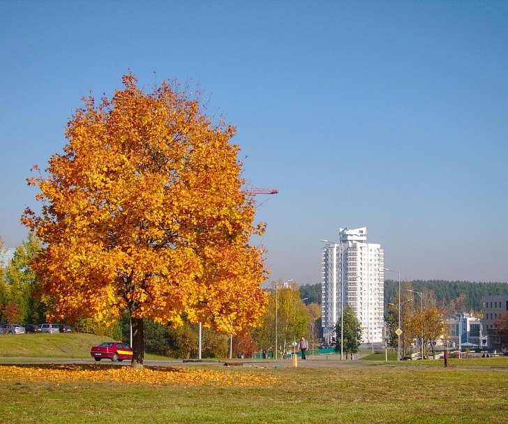 Прикрепленное изображение: IMG_0003-2018-10-17_1080.jpg