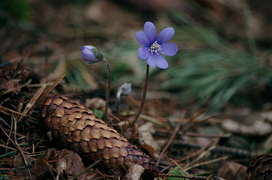 Прикрепленное изображение: IMGP5714.JPG