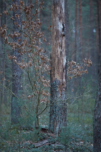 Прикрепленное изображение: 5DS_7754.jpg