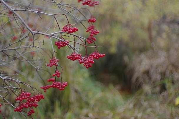 Прикрепленное изображение: IMGP5296.jpg