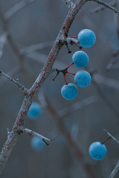 Прикрепленное изображение: K_S24434 копия mini.jpg