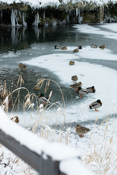 Прикрепленное изображение: IMGP3603_1_mini.jpg