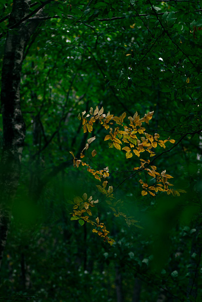 Прикрепленное изображение: IMGP3267_mini.jpg