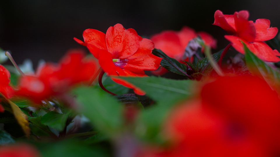Прикрепленное изображение: IMGP4554_mini.jpg