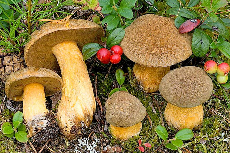 Прикрепленное изображение: Maslyonok-zhyolto-buryj-Suillus-variegatus.jpg