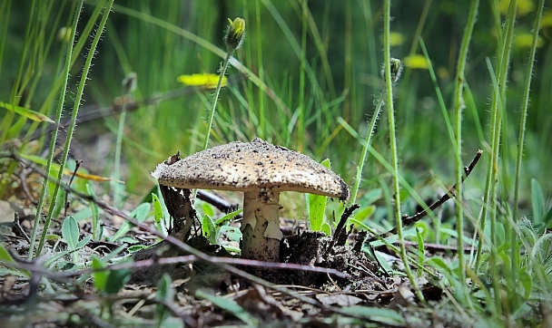Прикрепленное изображение: IMGP6905.jpg