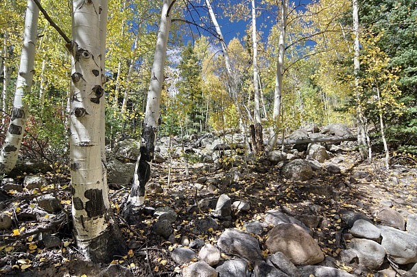 Прикрепленное изображение: aa_IMGP2944.jpg