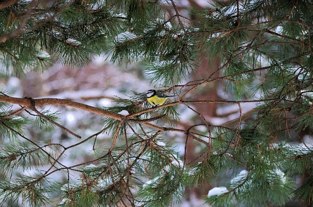 Прикрепленное изображение: Pine_Tit-1.jpg