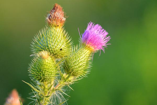 Прикрепленное изображение: DSC_0431.jpg