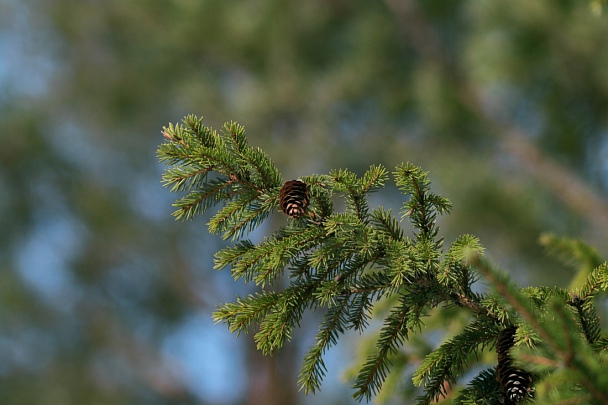 Прикрепленное изображение: IMGP5844.jpg