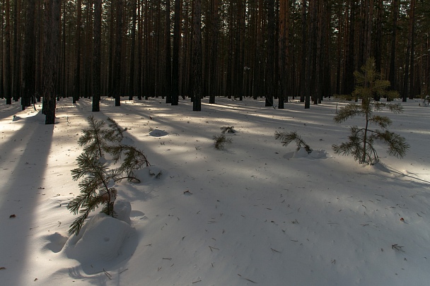 Прикрепленное изображение