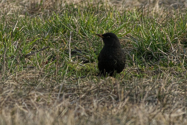 Прикрепленное изображение: IMGP7158.jpg