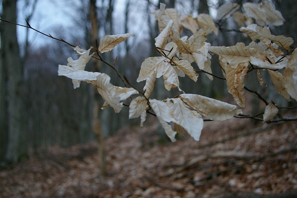 Прикрепленное изображение: IMGP3230~01.jpg