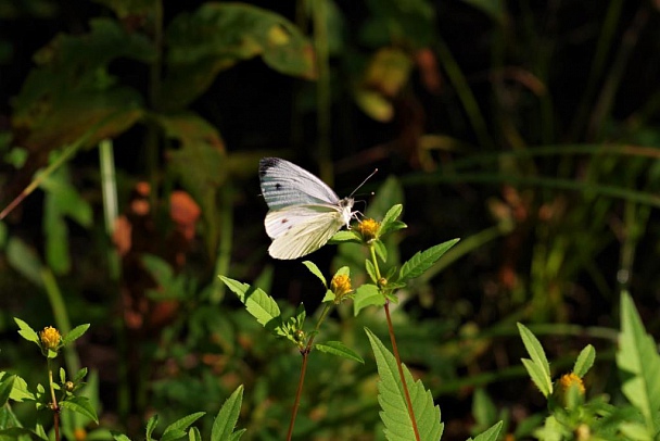 Прикрепленное изображение: Бабочка на травке.JPG