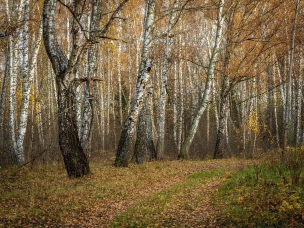 Прикрепленное изображение: forest blur1024.jpg