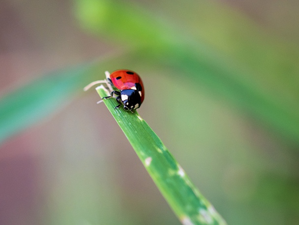 Прикрепленное изображение: ladybird1024.jpg