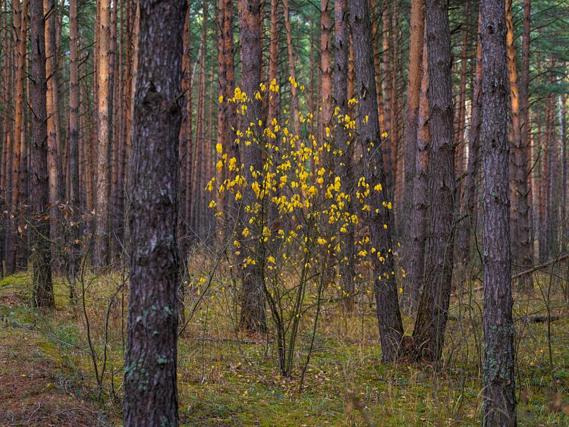 Прикрепленное изображение: I20_0235_1080.jpg