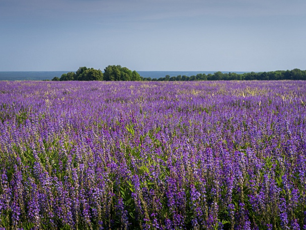 Прикрепленное изображение: flower_field.jpg