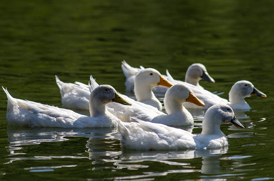 Прикрепленное изображение: ducks.jpg