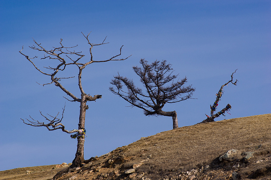Прикрепленное изображение: Trees.jpg