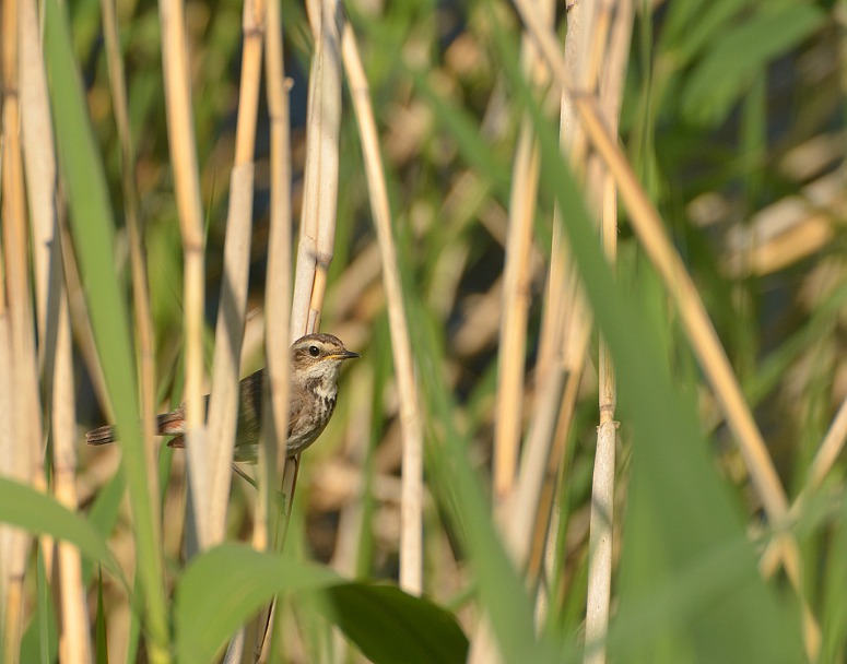 Прикрепленное изображение: DSC_0703.jpg