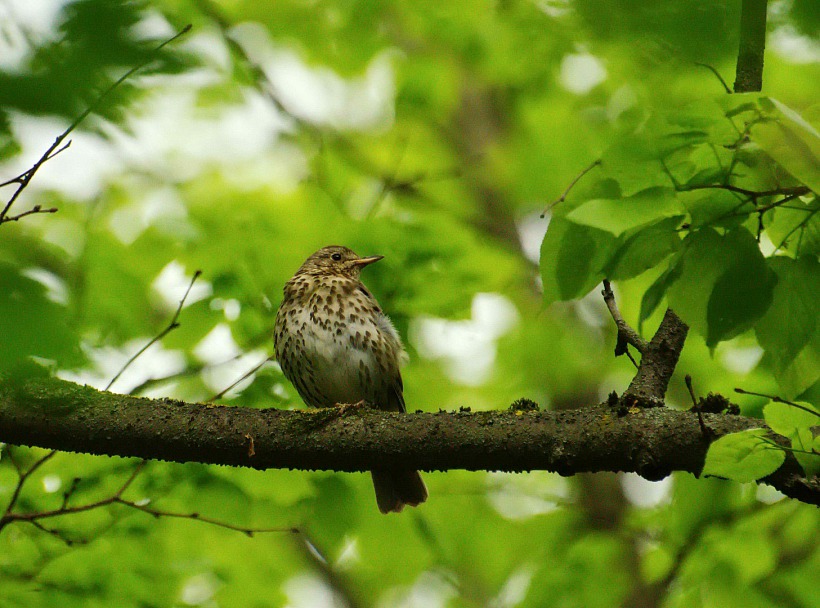 Прикрепленное изображение: DSC_0582 м.jpg