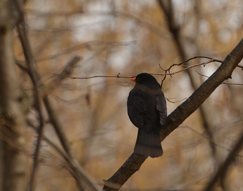 Прикрепленное изображение: DSC_0035.JPG