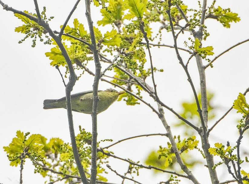 Прикрепленное изображение: DSC_0578 2 ф 2 мар.jpg