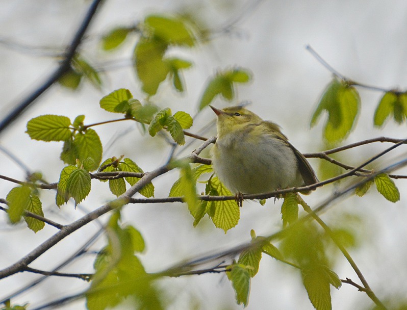 Прикрепленное изображение: DSC_0024.JPG