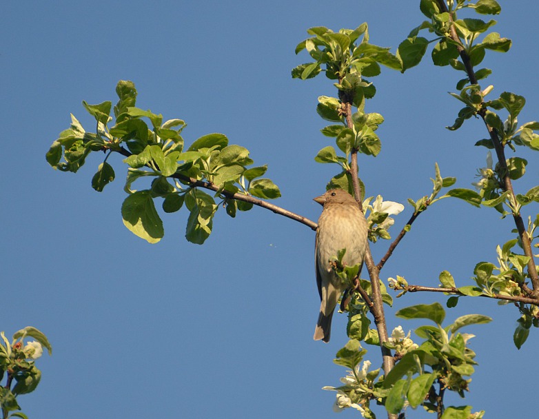 Прикрепленное изображение: DSC_0845ч.jpg