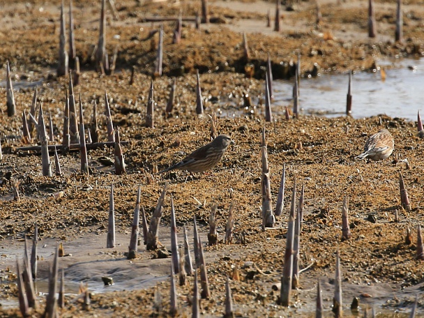 Прикрепленное изображение: 20190420-коноплянка самка.jpg