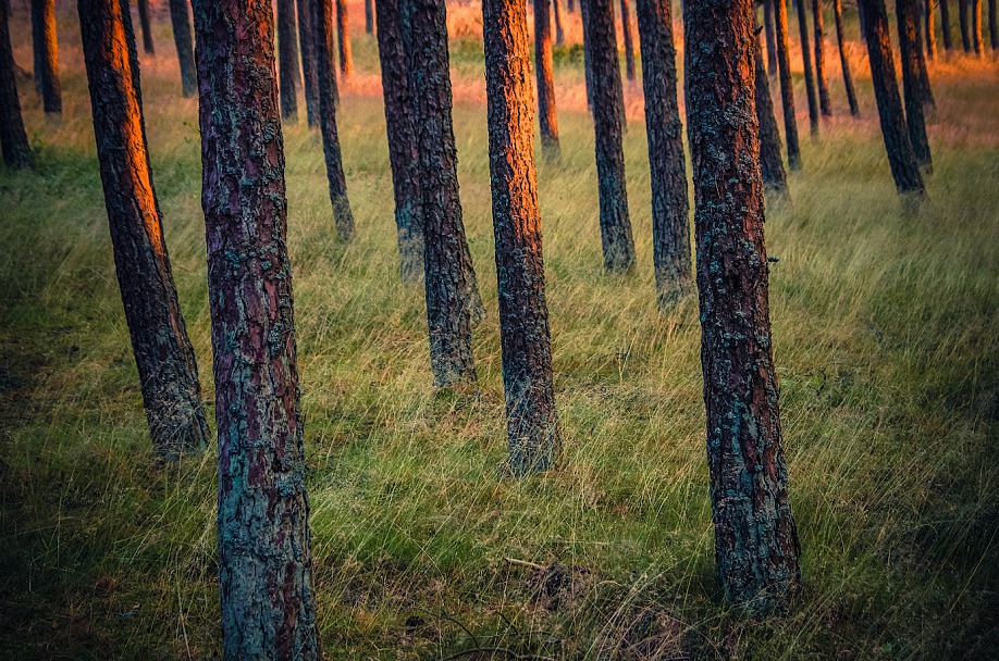 Прикрепленное изображение: IMGP1829.jpg