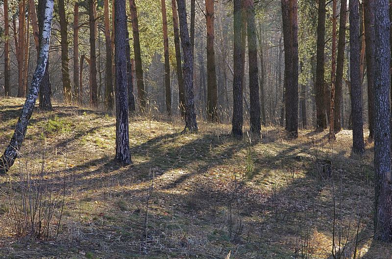 Прикрепленное изображение: В весеннем лесу.jpg