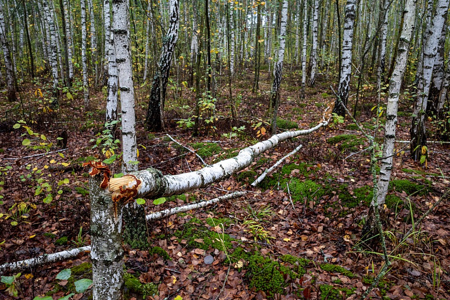 Прикрепленное изображение: R0000948-2.jpg