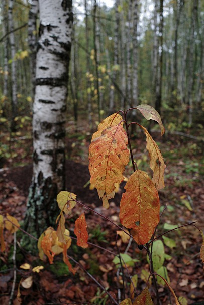 Прикрепленное изображение: Сырой осенний лес-2.JPG