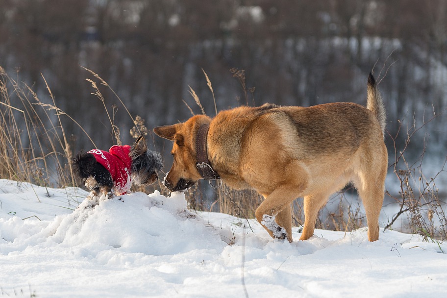 Прикрепленное изображение: IMGP5197 - копия.JPG