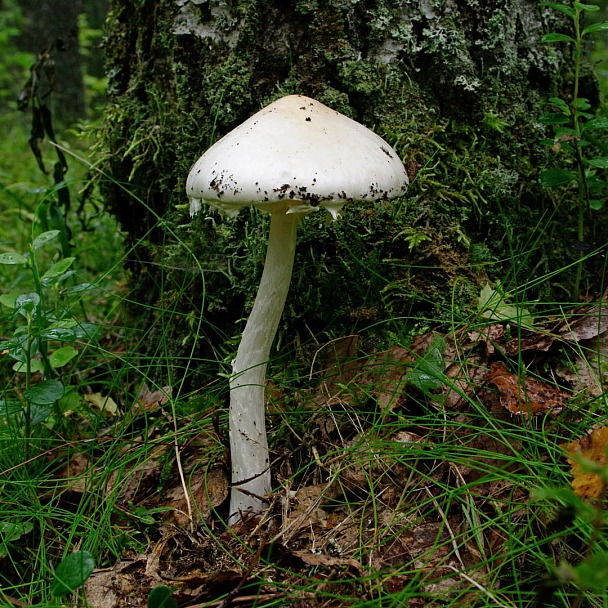 Прикрепленное изображение: _1264_amanita.jpg