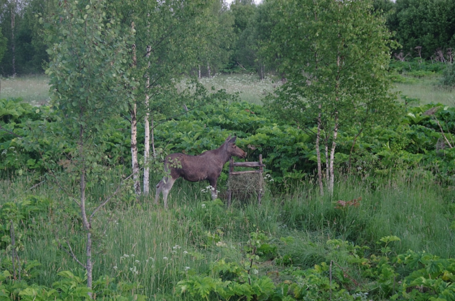 Прикрепленное изображение: IMGP2840.JPG
