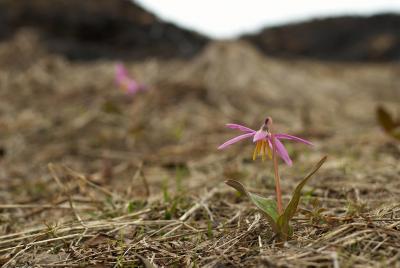 Прикрепленное изображение: SG1S7239_spring.jpg