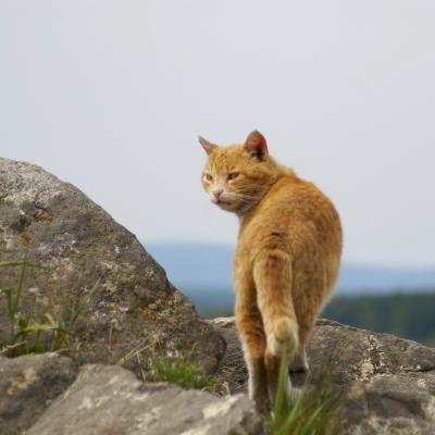 Прикрепленное изображение: SG1S7059_crop.jpg