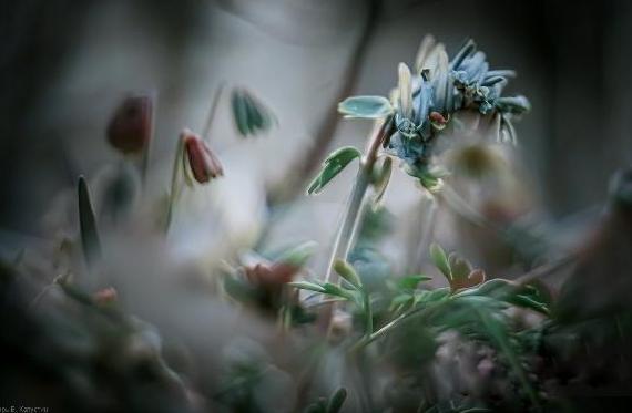 Прикрепленное изображение: IVK_4655 color.jpg