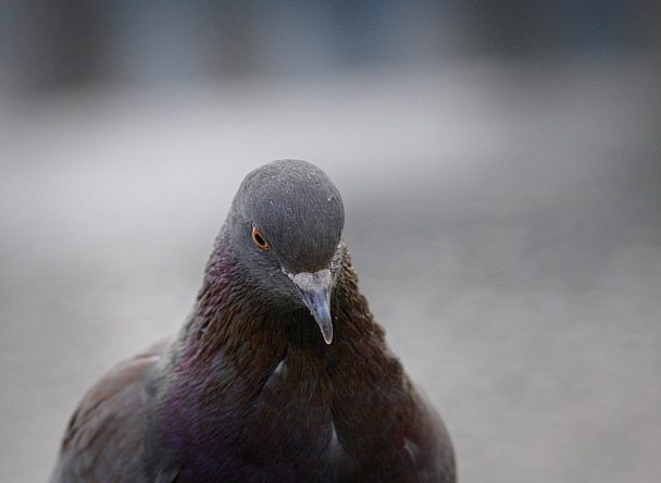 Прикрепленное изображение: Pigeon.jpg