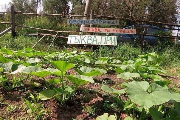 Прикрепленное изображение: 929504_original.jpg