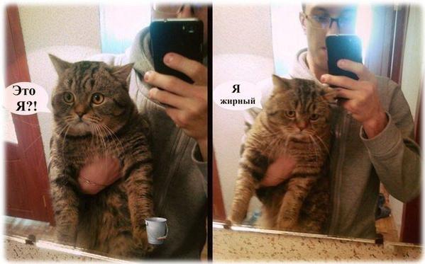 Прикрепленное изображение: CGpDjIaW0AAcLuG.jpg